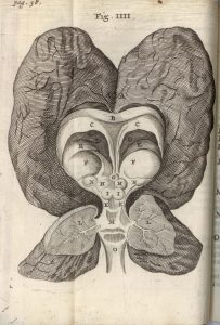 Fig. 4: Plate IV, “The humane brain of a certain youth that was foolish from his birth,” Cerebri anatome, 1666 (BBML)