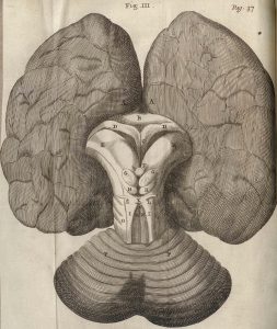 Fig. 3: Plate I, Showing the base of the skull including the Circle of Willis, Cerebri anatome, 1666 (BBML).