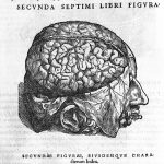 Cerebral cortex, corpus callosum