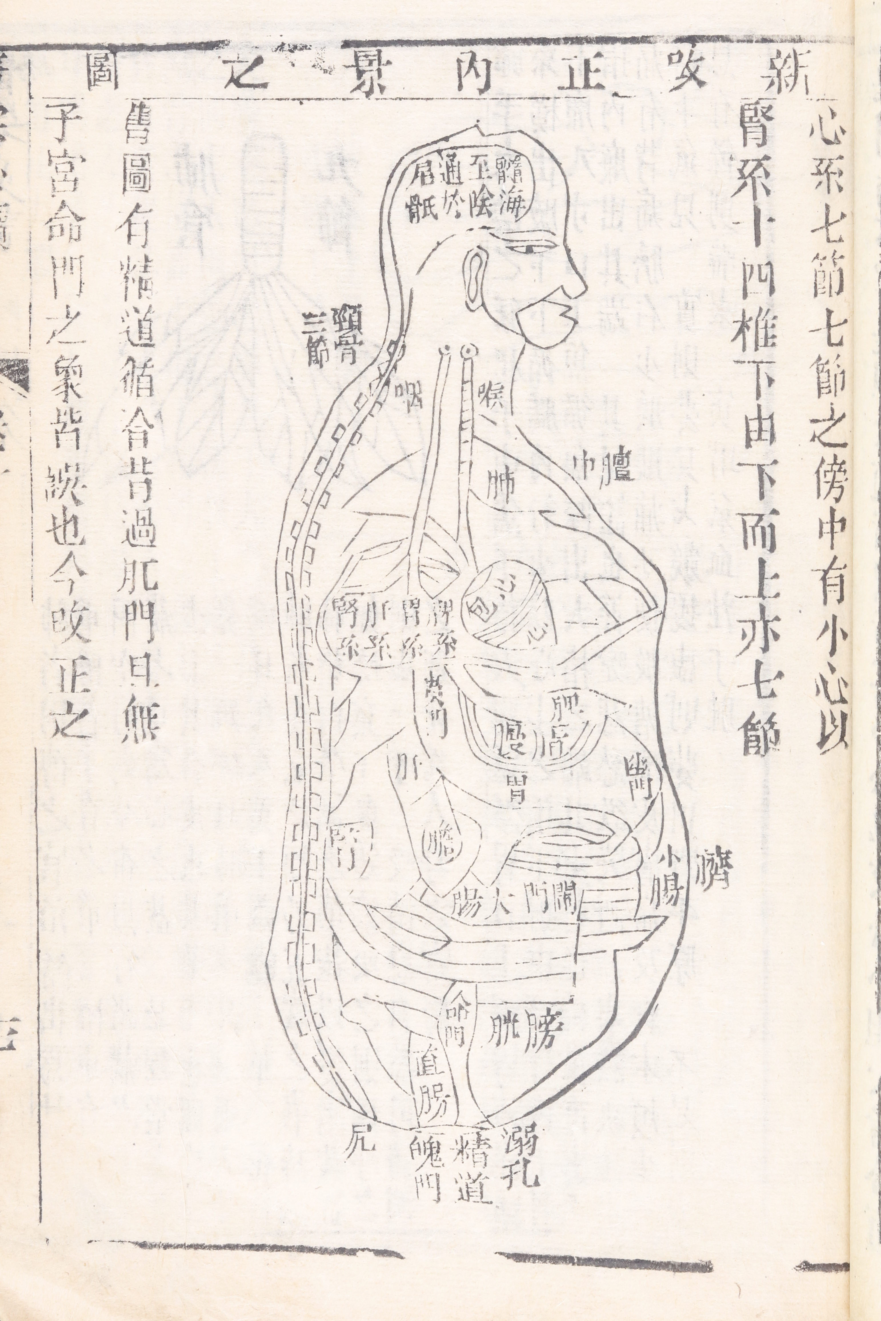 Anatomical diagram from Zhongzi Li's Yi Zong Bi Du