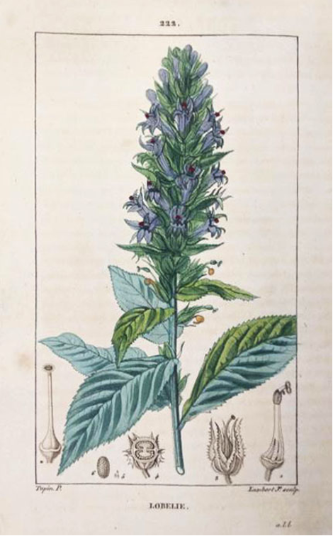 An illustration of the lobelia plant