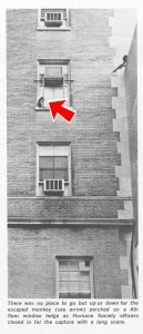 A monkey sits on a fourth floor window ledge outside of Maternity Hospital