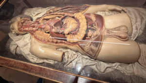 Wax Model
